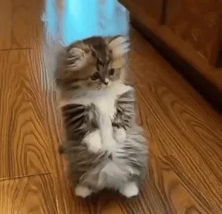 🌟 1d72f3c6 кот, котенок, милый, животное, питомец, домашняя кошка, пушистый telegram sticker