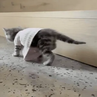 🐈 5a989580 котёнок, кошка, животное, питомец, свитер, милый telegram sticker