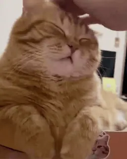 🌟 6314a6a4 кот, домашнее животное, домашнее животное, счастливый, кошачий, милый, рыжий кот telegram sticker