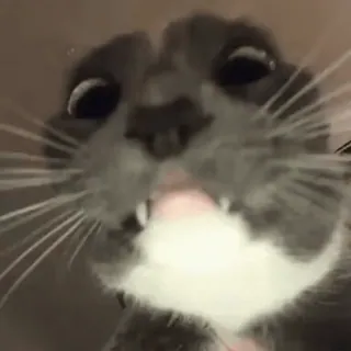 😳 a1fec3dd кот, животное, питомец, кошачий, домашняя кошка, серый кот telegram sticker