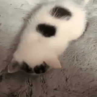 ❤️ ad2d4426 котёнок, животное, кошка, питомец, милый, очаровательный, домашний telegram sticker