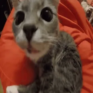 🐈 ae3fb755 кот, животное, питомец, милый, млекопитающее, домашний кот, серый кот telegram sticker