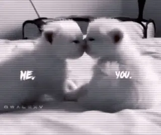 💋 cb0222b5 ME. YOU. кошки, котята, любовь, дружба, питомцы, милые telegram sticker