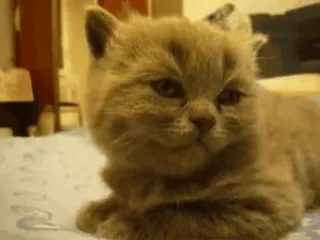 🥱 1012b42a 고양이, 새끼 고양이, 동물, 애완 동물, 귀여운, 고양이과 telegram sticker