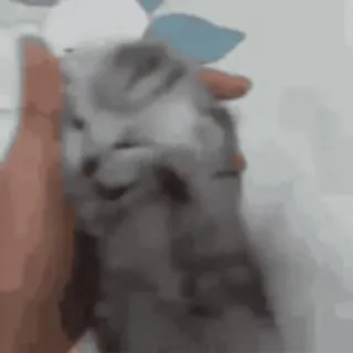 😣 16d1415b 새끼 고양이, 고양이, 귀여운, 동물, 애완 동물 telegram sticker