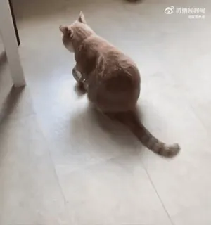 ☹️ 26d77159 고양이, 주황색, 애완동물, 고양이과, 애완동물 telegram sticker