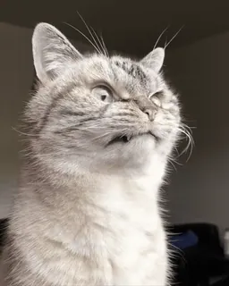 😡 2cd54b15 고양이, 웃긴, 화난, 동물, 밈, 애완동물 telegram sticker