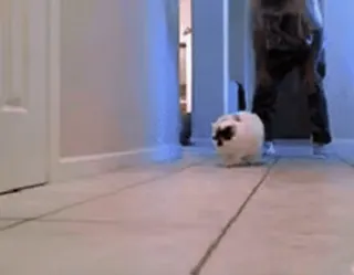 🏃 497e3bcd 고양이, 애완동물, 반려동물, 동물, 귀여운 telegram sticker