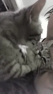 😗 c7fc8438 고양이, 새끼 고양이, 동물, 애완 동물, 귀여운, 집고양이 telegram sticker