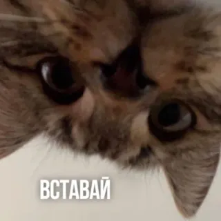 🥱 02f17ef9 ВСТАВАЙ gato, russo, texto, acordar whatsapp sticker