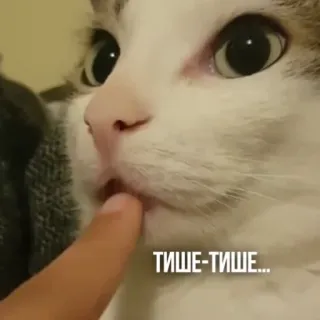 🤫 09a0d2ed тише-тише... gato, quieto, animal, doméstico, calmo whatsapp sticker