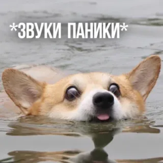 😳 0ca3bb78 *ЗВУКИ ПАНИКИ* cachorro, pânico, meme, engraçado, corgi, animal whatsapp sticker
