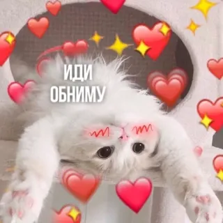 🫂 0e354088 ИДИ ОБНИМУ gato, corações, fofo, russo, texto, animal, animal de estimação whatsapp sticker