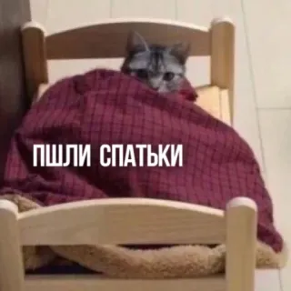 🛏 130dd3c5 ПШЛИ СПАТЬКИ gato, cama, sono, animal, engraçado whatsapp sticker
