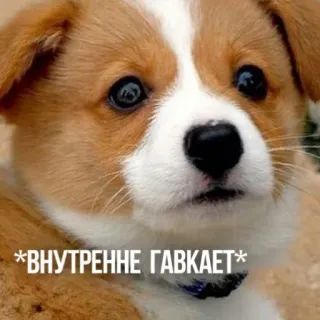 😶 142fa312 *ВНУТРЕННЕ ГАВКАЕТ* cachorro, filhote, meme, fofo, animal whatsapp sticker
