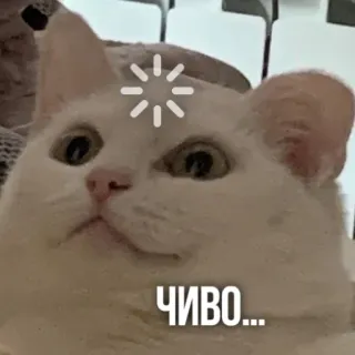 🤔 1c9f44d2 ЧИВО... gato, carregando, meme, engraçado, confuso, russo whatsapp sticker