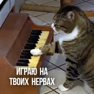 🎹 1ca71f1e ИГРАЮ НА ТВОИХ НЕРВАХ gato, piano, tocando, música, nervoso whatsapp sticker