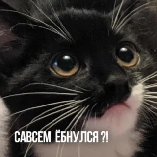 🙄 1d76c418 САВСЕМ ЁБНУЛСЯ ?! gato, animal, russo, palavrão, meme whatsapp sticker