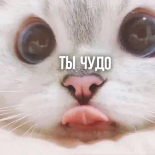 🥰 1ed7f664 ты чудо gato, fofo, animal, adesivo, russo, texto, língua, meme whatsapp sticker