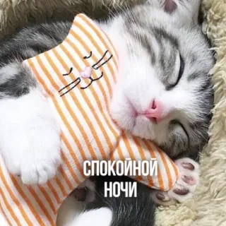 😴 1fa3de9f СПОКОЙНОЙ НОЧИ gato, dormindo, boa noite, gatinho whatsapp sticker
