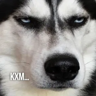 😑 34c56985 KXM... Husky, Cachorro, Animal, Animal de estimação, Meme, Expressão, Husky Siberiano whatsapp sticker
