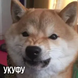 🐶 36a33af9 УКУФУ cachorro, shiba inu, meme, bravo, engraçado, animal whatsapp sticker