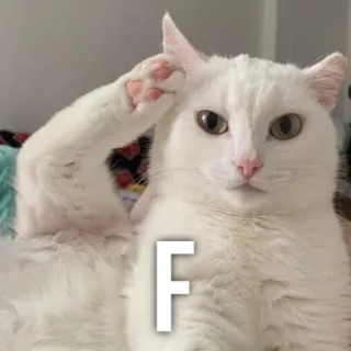 ⚰️ 3bf1665a F gato, animal, engraçado, meme, gato branco, pata, letra f whatsapp sticker