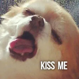 😚 3d76c1f9 KISS ME cachorro, beijo, animal, fofo, animal de estimação whatsapp sticker