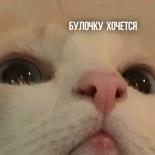 🥐 42e37544 БУЛОЧКУ ХОЧЕТСЯ gato, fofo, animal de estimação, meme, russo, comida, pão whatsapp sticker