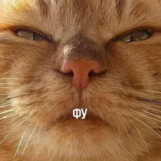 😑 4e8e8f21 фу gato, engraçado, meme, animal, laranja whatsapp sticker