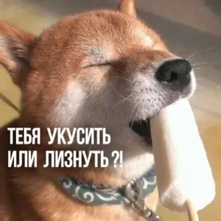 🍦 61e988b3 ТЕБЯ УКУСИТЬ ИЛИ ЛИЗНУТЬ?! cachorro, shiba inu, sorvete, russo, meme, engraçado whatsapp sticker