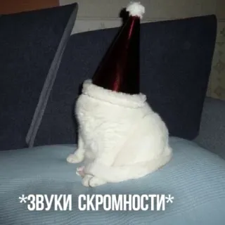 🙈 6e90bf21 *ЗВУКИ СКРОМНОСТИ* gato, chapéu, gorro de Papai Noel, gato branco, engraçado, humor, natal whatsapp sticker