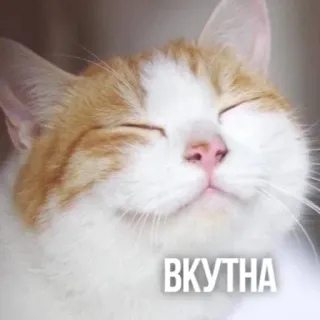 😋 736ce5cd ВКУТНА gato, engraçado, fofo, meme, feliz, animal whatsapp sticker