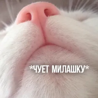 😘 74679855 *чует милашку* gato, fofo, russo, gatinho, animal, doméstico whatsapp sticker
