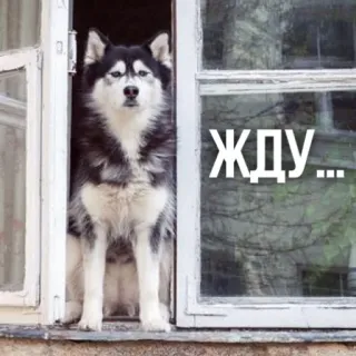 ⏳ 79cbf4b3 ЖДУ... cachorro, husky, esperando, janela, animal de estimação, animal whatsapp sticker