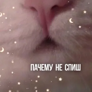 🛏 79d6d32b ПАЧЕМУ НЕ СПИШ gato, animal, fofo, estrelas, lua, texto whatsapp sticker