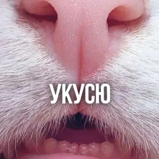 😼 7a2a76d2 УКУСЮ gato, morder, animal, engraçado, meme, fofo whatsapp sticker