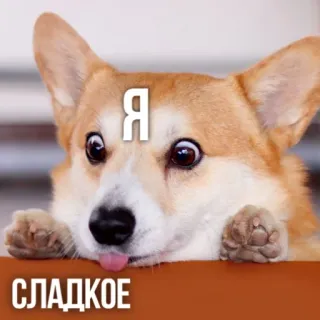 🍰 7a6e8f1b Я СЛАДКОЕ corgi, cachorro, doce, fofo, animal whatsapp sticker