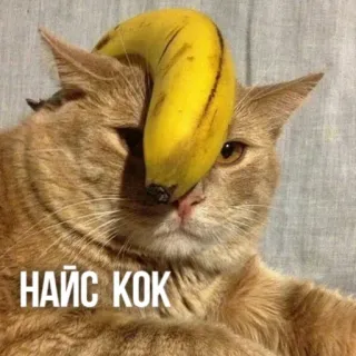🍆 7a73f98c НАЙС КОК gato, banana, russo, meme, engraçado, animal whatsapp sticker