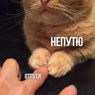 😼 7b58a3f0 НЕПУТЮ ОТПУТИ gato, animal, dedo, texto, engraçado, fofo whatsapp sticker