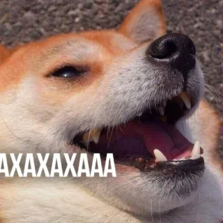 😆 7e804ca3 AXAXAXAXAAAA cachorro, meme, engraçado, animal, shiba inu, risada whatsapp sticker