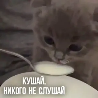 😌 8469fc71 КУШАЙ, НИКОГО НЕ СЛУШАЙ gato, comendo, colher, fofo, animal, gatinho whatsapp sticker