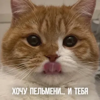 🥟 8b7f9357 ХОЧУ ПЕЛЬМЕНИ... И ТЕБЯ gato, pelmeni, comida, fofo, russo, animal whatsapp sticker