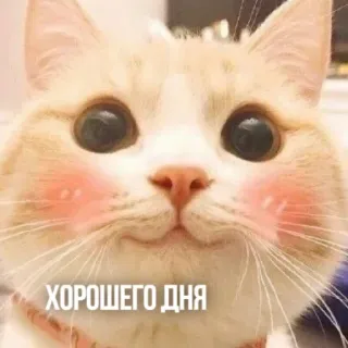👋 8f2ce7c3 ХОРОШЕГО ДНЯ gato, fofo, russo, bom dia, meme, animal, animal de estimação whatsapp sticker