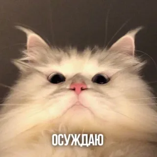 🤨 91aacd85 ОСУЖДАЮ gato, meme, russo, animal, julgando, criticando, desaprovando whatsapp sticker
