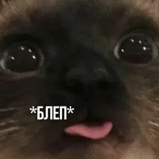 😝 920f5637 БЛЕП gato, blep, animal, animal de estimação, língua whatsapp sticker