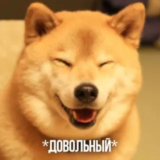 ☺️ 94a2784d *ДОВОЛЬНЫЙ* cachorro, shiba inu, feliz, sorrindo, russo, texto, animal whatsapp sticker
