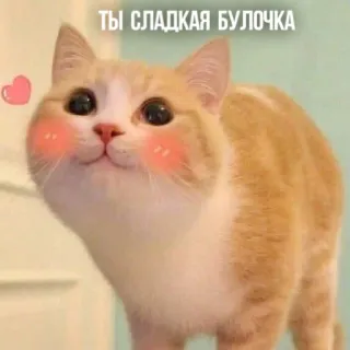 🥰 9f98b970 ТЫ СЛАДКАЯ БУЛОЧКА gato, fofo, doce, animal, gatinho, animal de estimação whatsapp sticker
