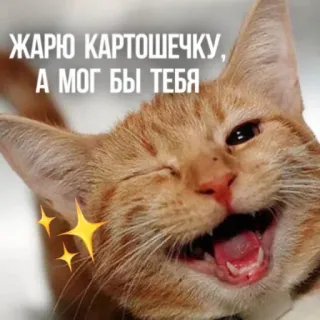 🍟 a1dbfa17 ЖАРЮ КАРТОШЕЧКУ, А МОГ БЫ ТЕБЯ gato, animal, engraçado, meme, animal doméstico whatsapp sticker