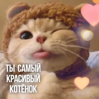 🥰 a2d178f2 ТЫ САМЫЙ КРАСИВЫЙ КОТЁНОК gato, gatinho, fofo, animal, animal de estimação, corações whatsapp sticker